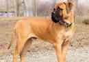 Bullmastiff: csendes és félelmetes asszisztens